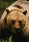 Grizzly Bear in the Rockies