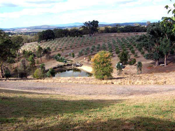 Grove Dale Olives dand and olive grove