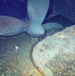 periscope of propellor