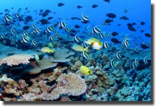 Marine life thrives within the wreck of Yongala