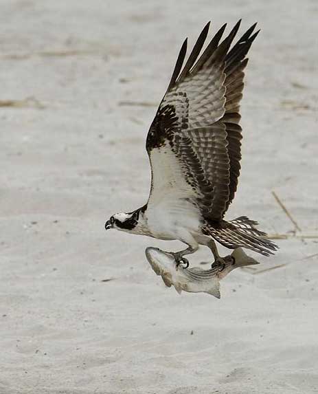 Oprey flying with catch held in both feet