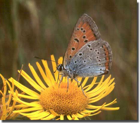 Butterfly from the left floodlands of the Irtysh River near the city of Omsk. Photo by Oleg Hosterin