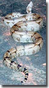 The boa constrictor of the Amazon area