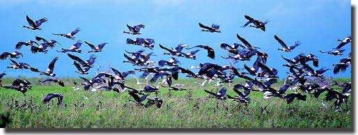 Magpie Geese in flight, Kakadu National Park