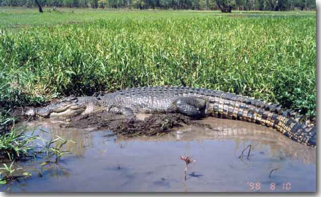 As we toured the wet lands in our boat we saw many crocodiles basking on the bank. We could almost touch this huge speciman.