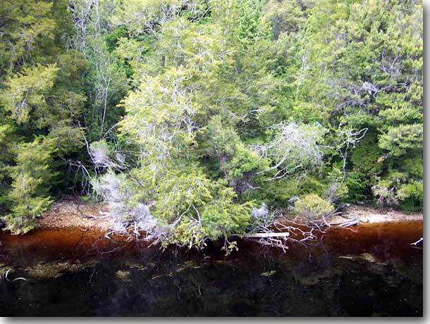 The Gordon River rain forest, the tannin, which leaches from the under growth into the river in evidence